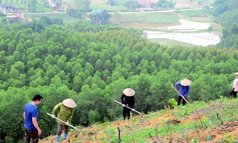 Quy định quy trình kỹ thuật giao rừng, cho thuê rừng