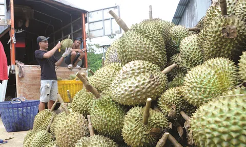 Giá sầu riêng hôm nay 18/9/2025: RI6 loại đẹp tăng giá tại nhiều tỉnh