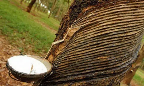 Giá cao su hôm nay 19/9/2025: Thế giới đồng loạt giảm, trong nước ổn định