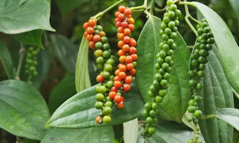 Giá tiêu hôm nay 19/9/2025: Thị trường ổn định