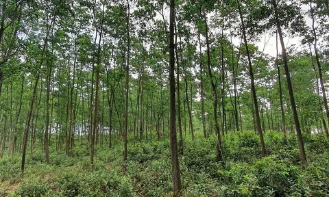 Thanh Hóa: Phát huy giá trị của gần 650.000ha rừng