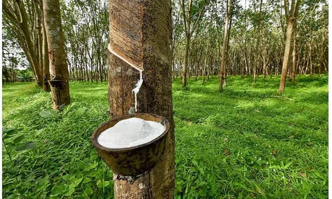 Giá cao su hôm nay 21/9/2025: Kết thúc tuần giao dịch nhiều biến động