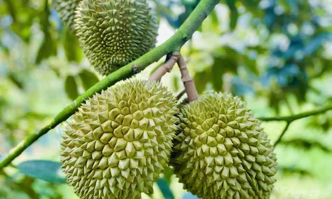 Giá sầu riêng hôm nay 22/9/2025: Nhiều nơi tăng giá, Ri6 và Musang King ổn định