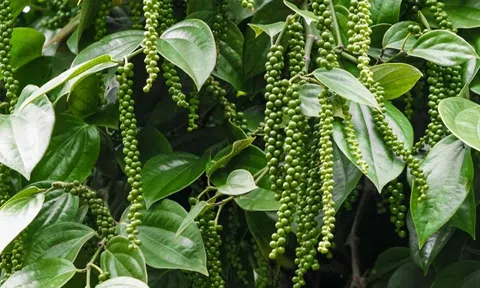 Giá tiêu hôm nay 22/9/2025: Giữ giá ở mức cao, thị trường tiếp tục thuận lợi