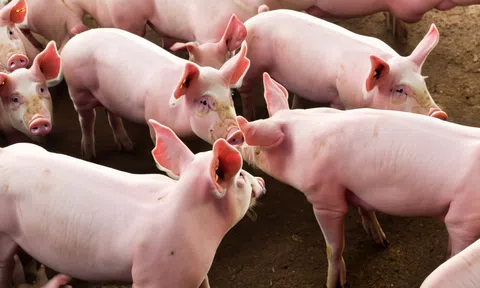 Giá heo hơi hôm nay 23/9/2025: Giá heo hơi miền Nam tăng, miền Bắc và miền Trung giảm