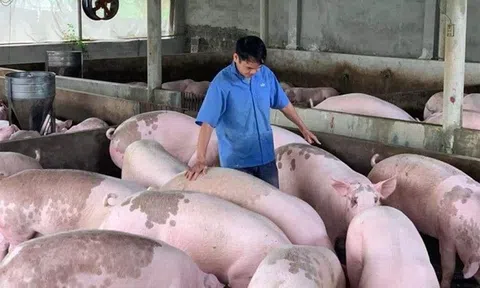 Giá heo hơi hôm nay 24/9/2025: Miền Bắc và miền Trung tiếp đà giảm nhẹ