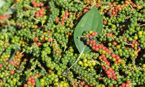 Giá tiêu hôm nay 25/9/2025: Tăng rải rác