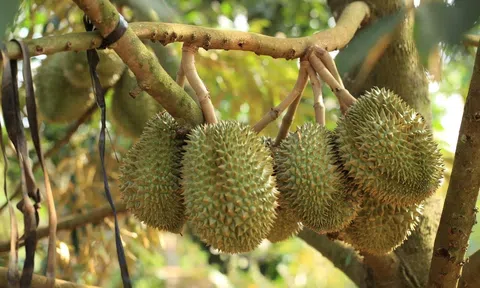 Giá sầu riêng hôm nay 26/9/2025: Musang King giữ vững sức hút