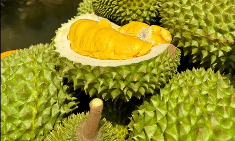 Giá sầu riêng hôm nay 28/9/2025: Sầu Thái VIP duy trì mức 120.000 đồng/kg