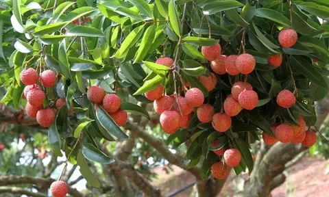 Diễn đàn “Lắng nghe nông dân nói”: Tháo gỡ khó khăn mở đường cho nông sản Việt phát triển