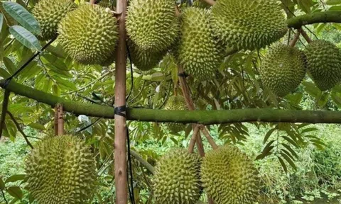 Giá sầu riêng hôm nay 29/9/2025: Thị trường trong nước và xuất khẩu đều tăng