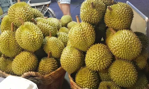 Giá sầu riêng hôm nay 30/9/2025: Ri6 miền Tây vọt lên 75.000đ/kg, Thái VIP giữ đỉnh 120.000đ/kg