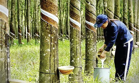 Giá cao su hôm nay 2/10/2025: Giá cao su thế giới đồng loạt giảm, trong nước đi ngang