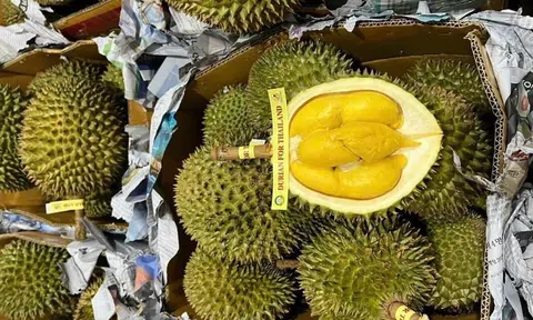 Giá sầu riêng hôm nay 2/10/2025: Thái VIP giữ đỉnh, Ri6 giảm sâu