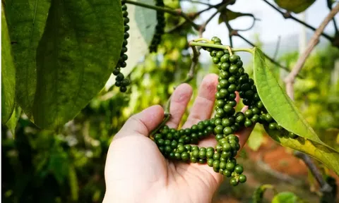 Giá tiêu hôm nay 2/10/2025: Giảm 1.500 đồng/kg