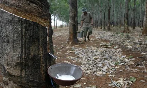 Giá cao su hôm nay 3/10/2025: Nhật Bản đi ngang, Thái Lan tăng nhẹ