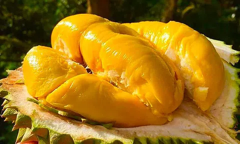 Giá sầu riêng hôm nay 4/10/2025: Sầu riêng Ri6 miền Tây có giá lên đến 80.000 đồng/kg
