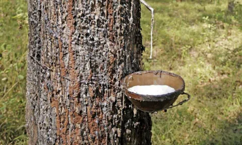 Giá cao su hôm nay 5/10/2025: Thị trường bước vào giai đoạn điều chỉnh