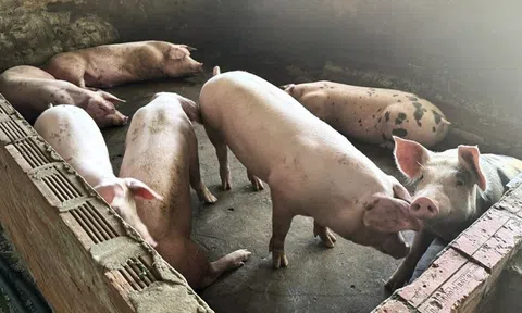 Giá heo hơi hôm nay 5/10/2025: Giảm nhẹ tại miền Bắc – Nhập khẩu thịt tăng mạnh gây sức ép lên thị trường