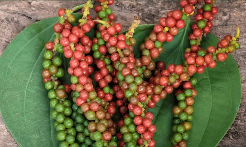 Giá tiêu hôm nay 5/10/2025: Ổn định quanh 145.000 đồng/kg – Brazil khẳng định vị thế “thủ phủ”