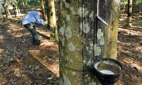 Giá cao su hôm nay 7/10/2025: Thế giới biến động mạnh