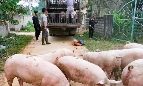 Giá heo hơi hôm nay 7/20/2025: Giá heo hơi đồng loạt giảm ở cả 3 miền trên cả nước