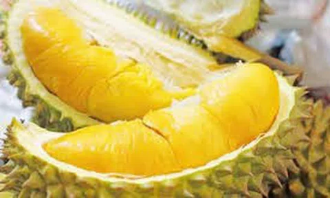 Giá sầu riêng hôm nay 7/10/2025: Ri6 loại A ở Đồng bằng sông Cửu Long tăng