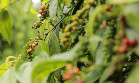 Giá tiêu hôm nay 7/10/2025: Hồ tiêu bất ngờ tăng giá