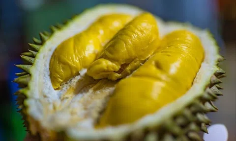 Giá sầu riêng hôm nay 8/10/2025: Musang King có giá 140.000 đồng/kg