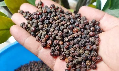 Giá tiêu hôm nay 8/10/2025: Tiêu trong nước đi ngang, tiêu đen xuất khẩu tăng giá