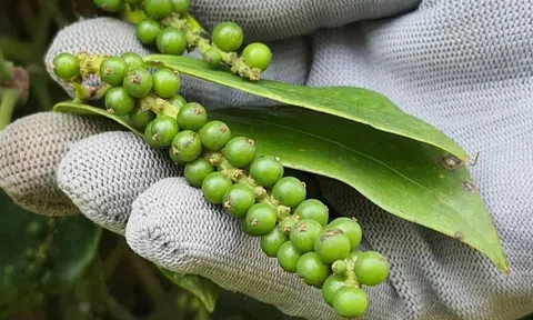 Giá tiêu hôm nay 9/10/2025: Tăng nhẹ trong nước