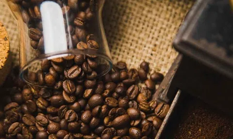 Giá cà phê hôm nay 11/10/2025: Giảm nhẹ 500 đồng/kg