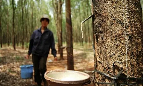 Giá cao su hôm nay 12/10/2025: Tuần này đồng loạt tăng