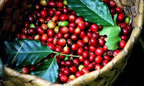 Giá cà phê hôm nay 13/10/2025: Giảm còn 113.800 đồng/kg, xuất khẩu 9 tháng vượt xa cả năm 2024