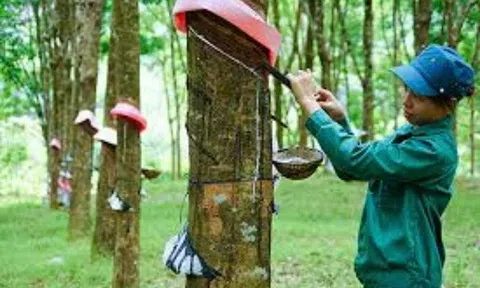 Giá cao su hôm nay 14/10/2025: Thị trường ảm đạm