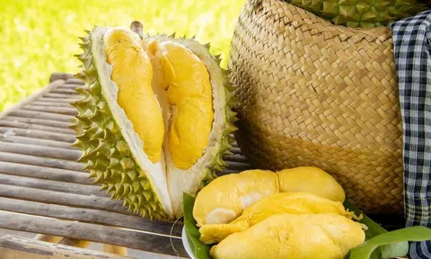 Giá sầu riêng hôm nay 14/10/2025: Musang King và Black Thorn giữ giá cao