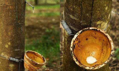 Giá cao su hôm nay 15/10/2025: Giảm tại các sàn giao dịch châu Á