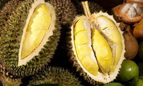 Giá sầu riêng hôm nay 15/10/2025: Thái VIP vượt 120.000 đồng/kg nhờ xuất khẩu sôi động