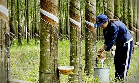 Giá cao su hôm nay 16/10/2025: Tăng trên sàn Tocom và SGX