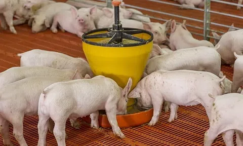 Giá heo hơi hôm nay 16/10/2025: Miền Bắc giảm nhẹ tại Hà Nội, miền Nam vẫn giữ đỉnh giá