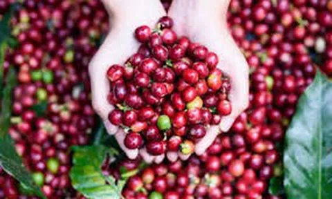 Giá cà phê hôm nay 19/10/2025: Đồng loạt giảm nhẹ