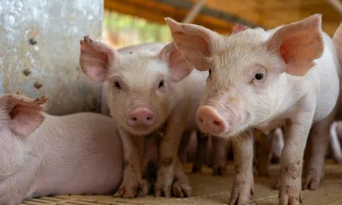 Giá heo hơi hôm nay 20/10/2025: Thị trường đi ngang trong ngày đầu tuần