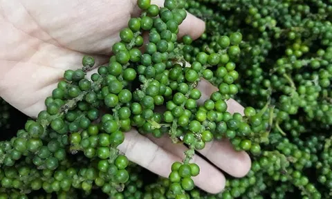 Giá tiêu hôm nay 21/10/2025: Tăng nhẹ trong nước