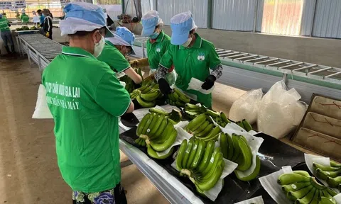 Hoàng Anh Gia Lai lãi hơn 1.300 tỷ đồng sau 9 tháng, vượt 18% kế hoạch năm