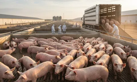 Giá heo hơi hôm nay 22/10/2025: Miền Bắc ổn định, miền Nam tăng nhẹ