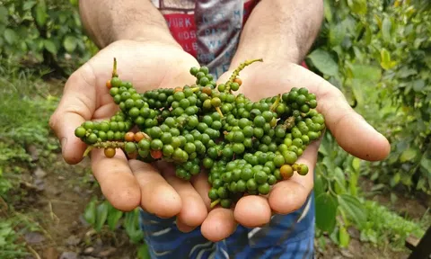 Giá tiêu hôm nay 22/10/2025: Duy trì ổn định