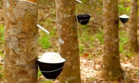 Giá cao su hôm nay 23/10/2025: Giảm do lo ngại căng thẳng thương mại Trung Quốc – Hà Lan