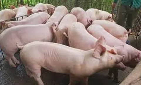 Giá heo hơi hôm nay 23/10/2025: Giá heo hơi tại miền Nam và miền Trung - Tây Nguyên tăng