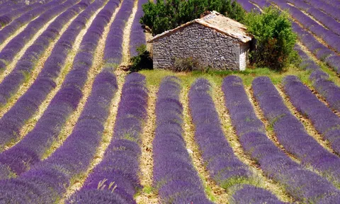 Chính sách nông nghiệp Pháp: Hành trình hướng tới xanh và bền vững