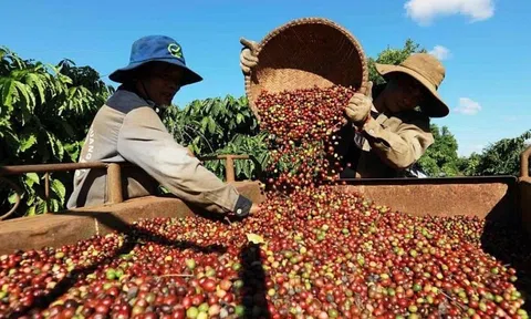 Giá cà phê hôm nay 25/10/2025: Trong nước tăng vọt, lập đỉnh 5 tuần